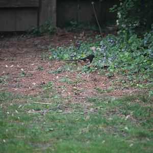 Eastern Towhee