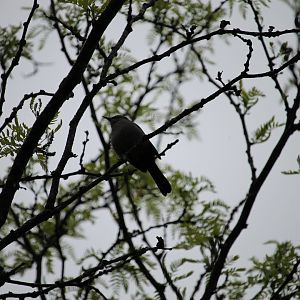 Grey Catbird