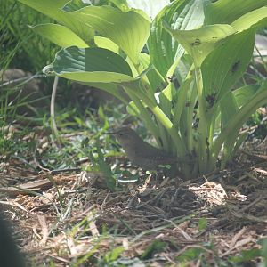 House Wren