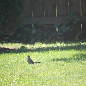 Grey Catbird
