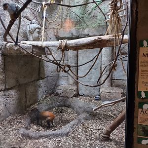 Squirrel Monkey and Agouti