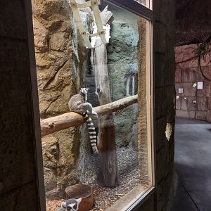 Ring tailed lemur enclosure #1
