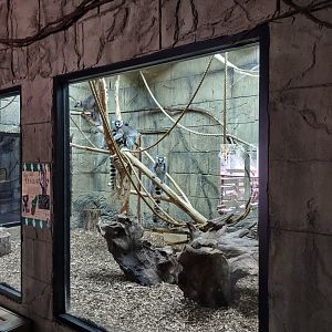 Ring tailed lemur enclosure #2