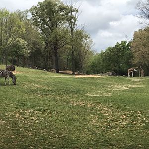 North Carolina Zoo: Forest Edge-Giraffes, Zebras, Ostriches