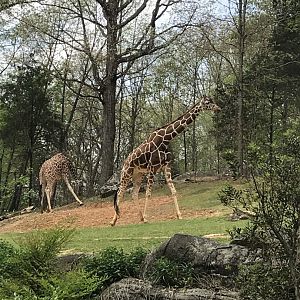 North Carolina Zoo: Giraffes