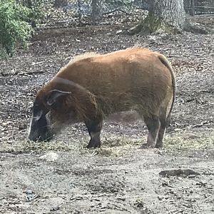 North Carolina Zoo: Red River Hog