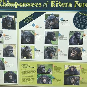 North Carolina Zoo: Chimpanzee Troop Guide