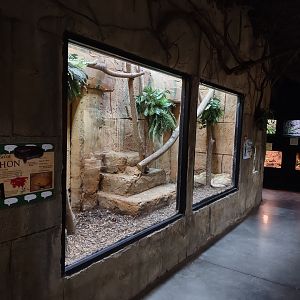 Albino Reticulated Python #1