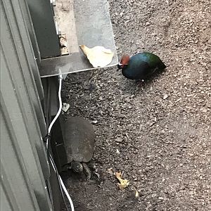 North Carolina Zoo: Forsten's Tortoise and Crested Wood Partridge