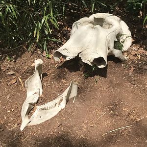 North Carolina Zoo: Decorative Elephant Skull
