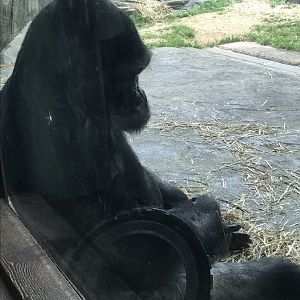 North Carolina Zoo: Mosuba the Gorilla