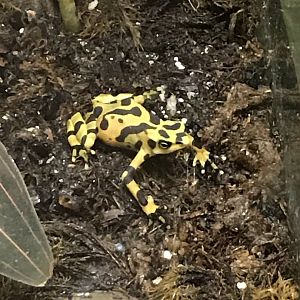 North Carolina Zoo: Panama Golden Frog