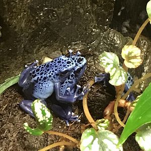 North Carolina Zoo: Blue Poison-Dart Frogs