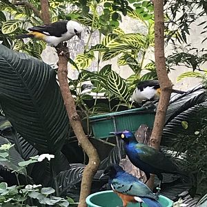 North Carolina Zoo: Weavers and African Starlings