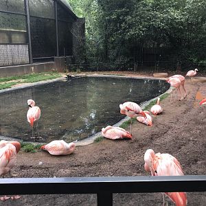 North Carolina Zoo: Chilean Flamingos