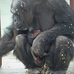 New Baby Chimp