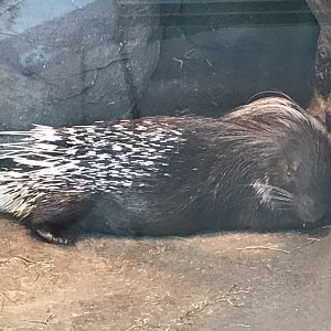 North Carolina Zoo: Cape Porcupine
