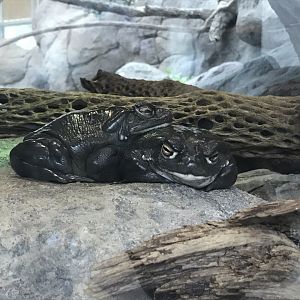 North Carolina Zoo: Colorado River Toads