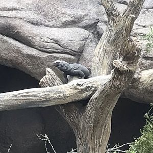 North Carolina Zoo: Common Chuckwalla