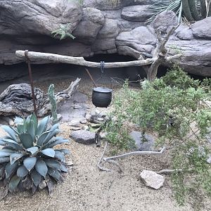 North Carolina Zoo: Chuckwalla Exhibit