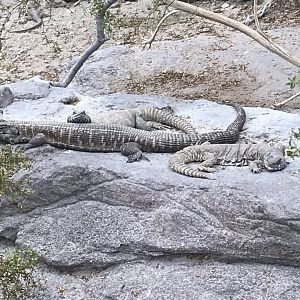 North Carolina Zoo: Giant Plated Lizard and Ornate Uromastyx