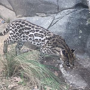 North Carolina Zoo: Ocelot