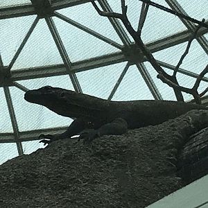 North Carolina Zoo: Komodo Dragon