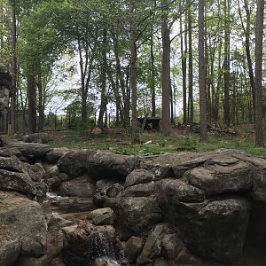 North Carolina Zoo: Black Bear Exhibit