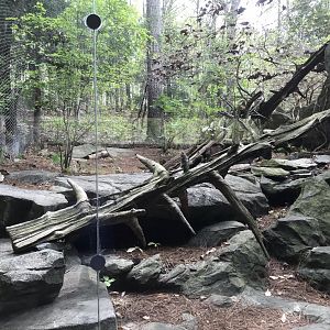 North Carolina Zoo: Bobcat Exhibit