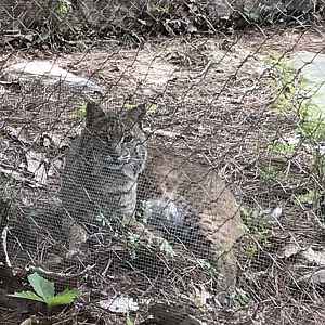 North Carolina Zoo: Bobcat