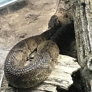 North Carolina Zoo: Cottonmouth