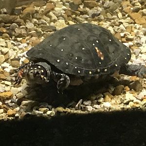 North Carolina Zoo: Spotted Turtle