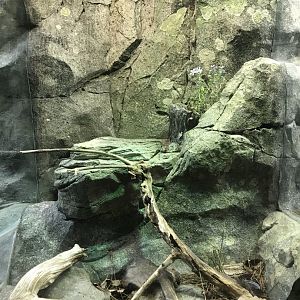North Carolina Zoo: Eastern Fence Lizard Exhibit