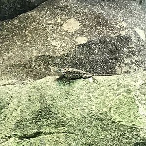 North Carolina Zoo: Eastern Fence Lizard