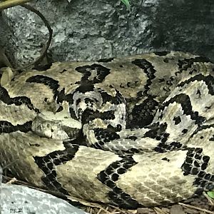 North Carolina Zoo: Timber Rattlesnake