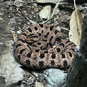 North Carolina Zoo: Pygmy Rattlesnake