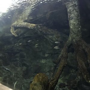 North Carolina Zoo: Freshwater Game Fish Aquarium
