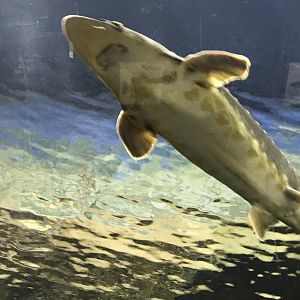 North Carolina Zoo: Shortnose Sturgeon