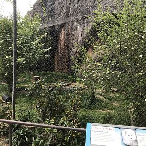 North Carolina Zoo: Arctic Fox Exhibit