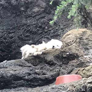 North Carolina Zoo: Arctic Fox