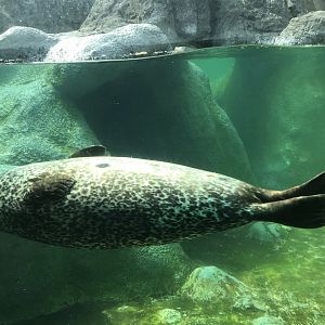 North Carolina Zoo: Harbor Seal