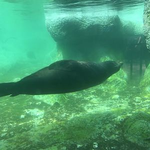 North Carolina Zoo: California Sea Lion