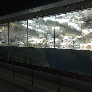 North Carolina Zoo: Seabird Exhibit