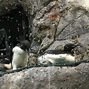 North Carolina Zoo: Thick-Billed Murres