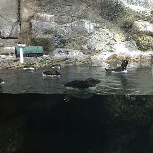North Carolina Zoo: Horned Puffins
