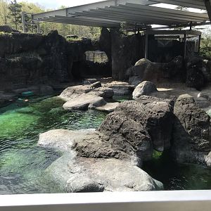 North Carolina Zoo: Seal and Sea Lion Exhibit