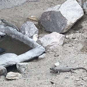 North Carolina Zoo: Girdled Lizards