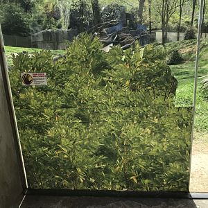 North Carolina Zoo: Cover for Cracked Glass at Chimp Exhibit
