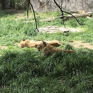 North Carolina Zoo: Lions