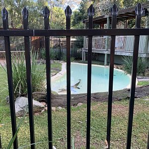 Saltwater Crocodile Exhibit